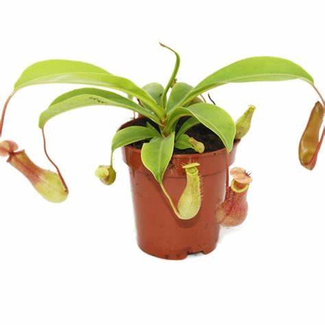 Pitcher Plant